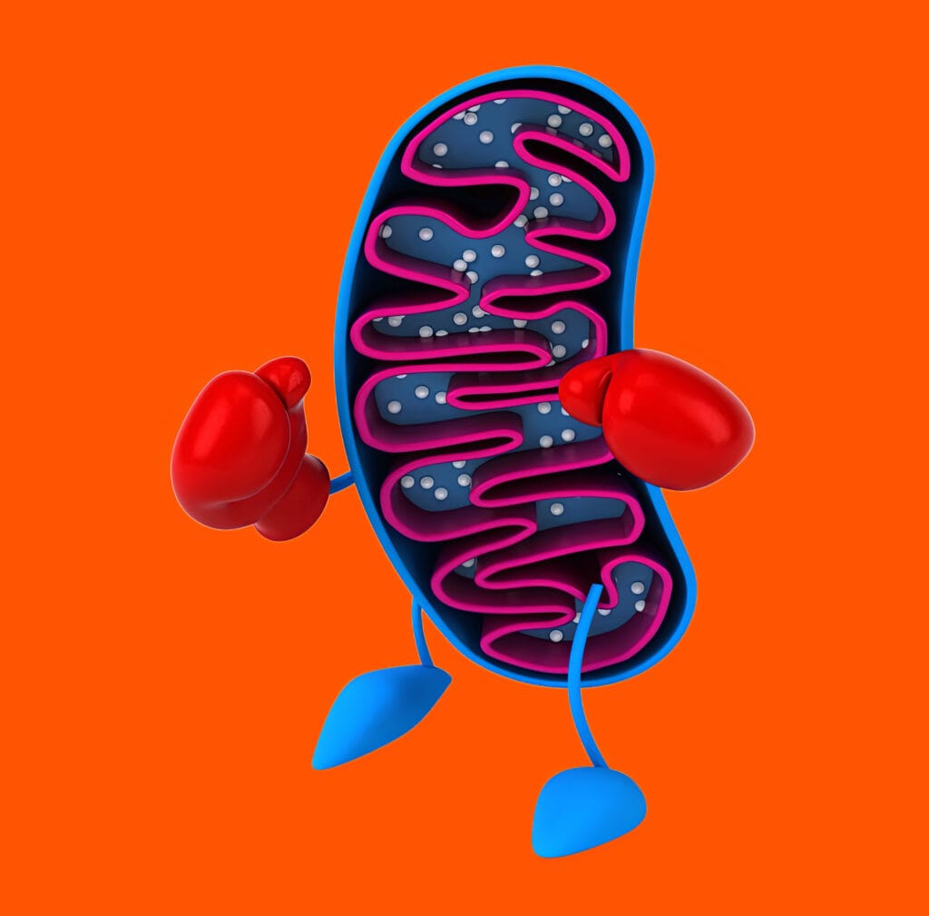 mitochondria cellular energy metabolism illustration