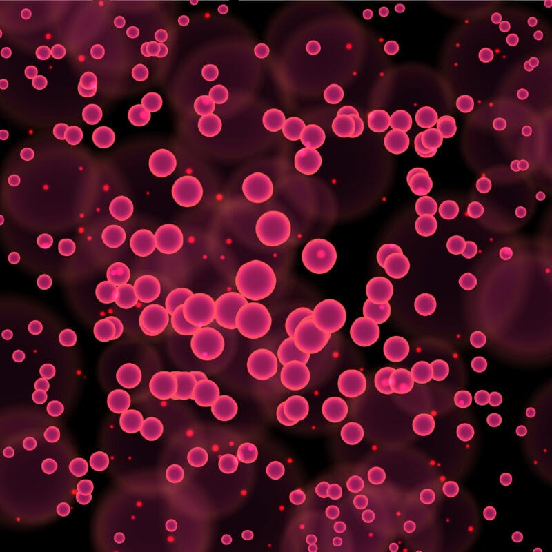 mitochondria cells illustrating why ATP energy declines after 30 causing fatigue